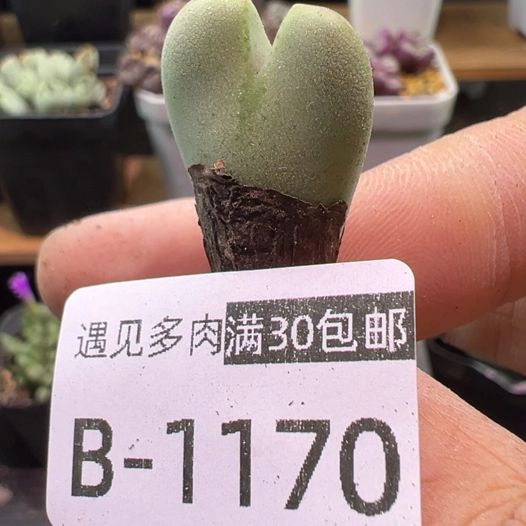 多肉植物1111111111111
