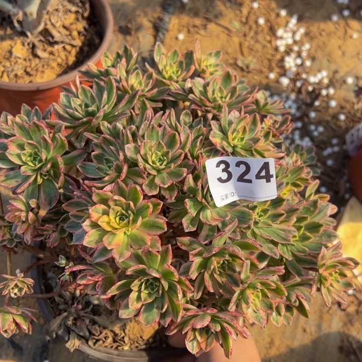 甜茶多肉植物324微瑕