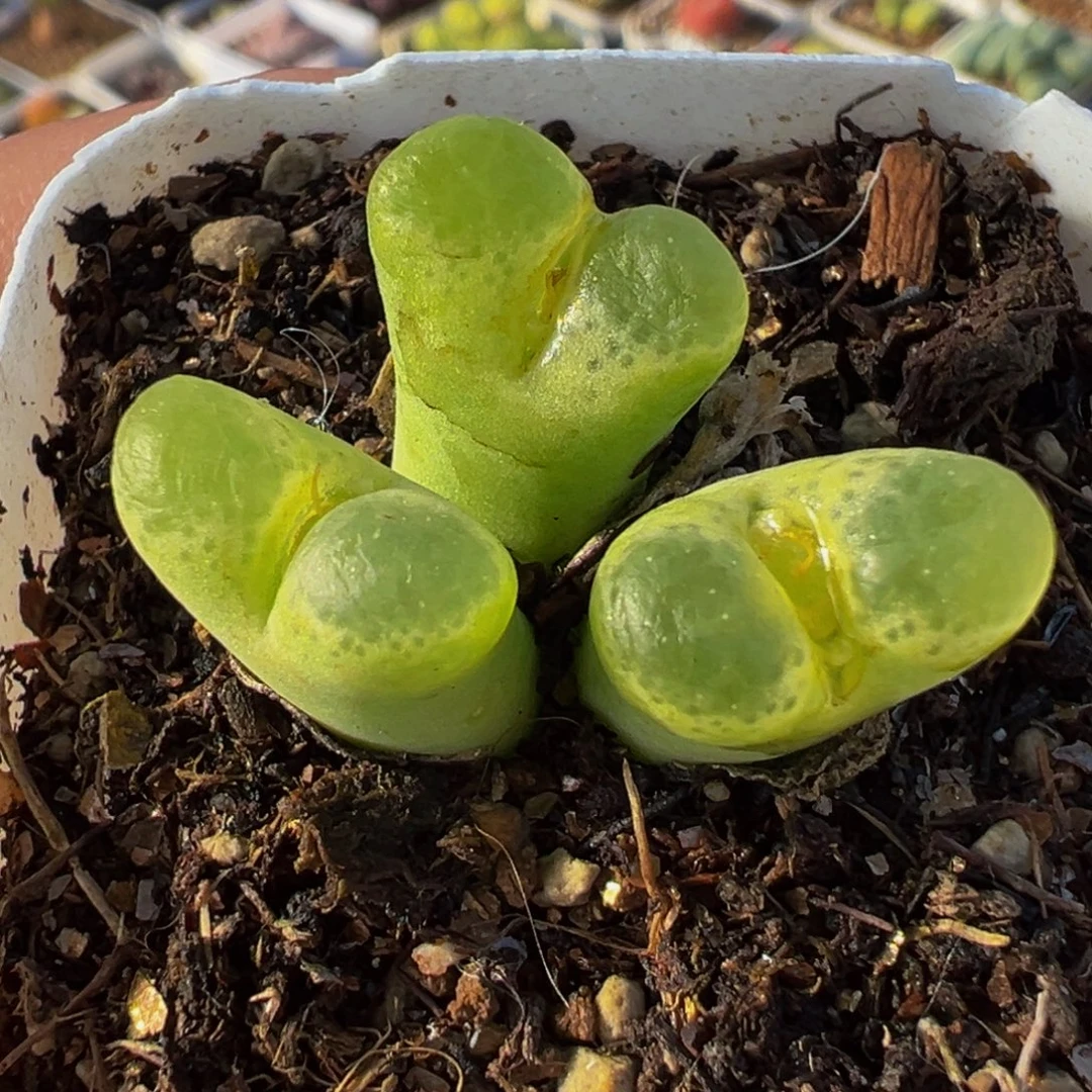 541多肉植物种类多样