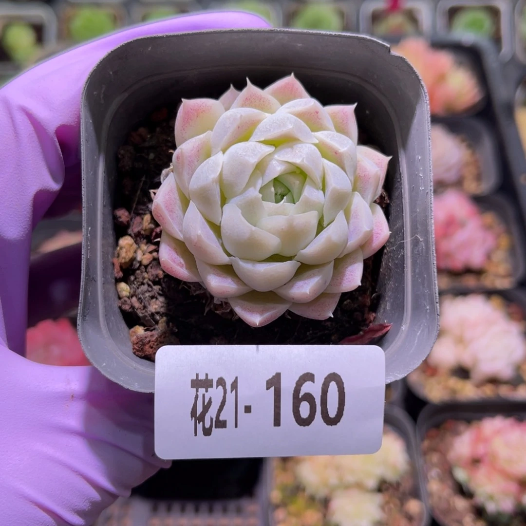 花利美21-160白月影