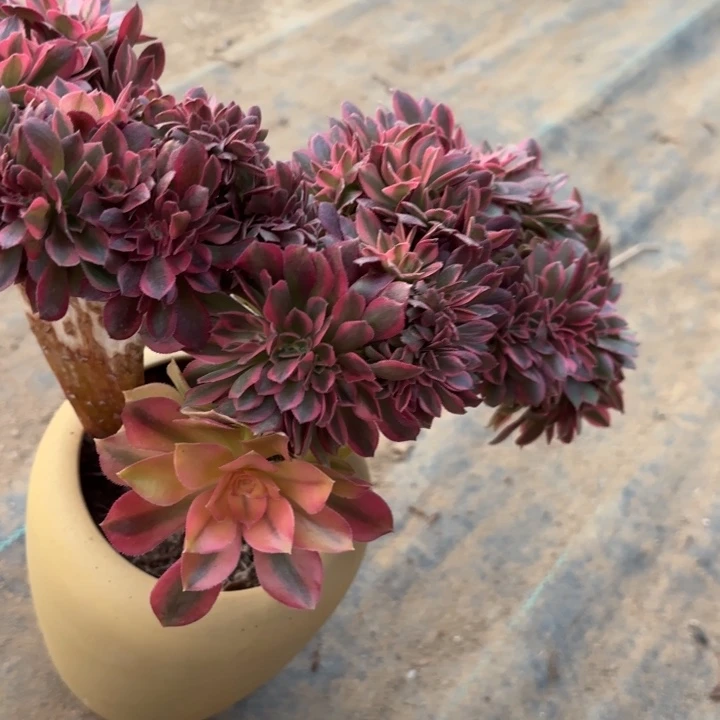 红秀缀多肉断枝不包13