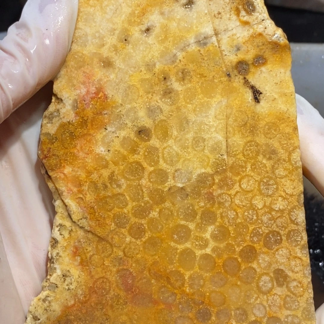 【闪购商品】硅化玉珊瑚玉未镶嵌