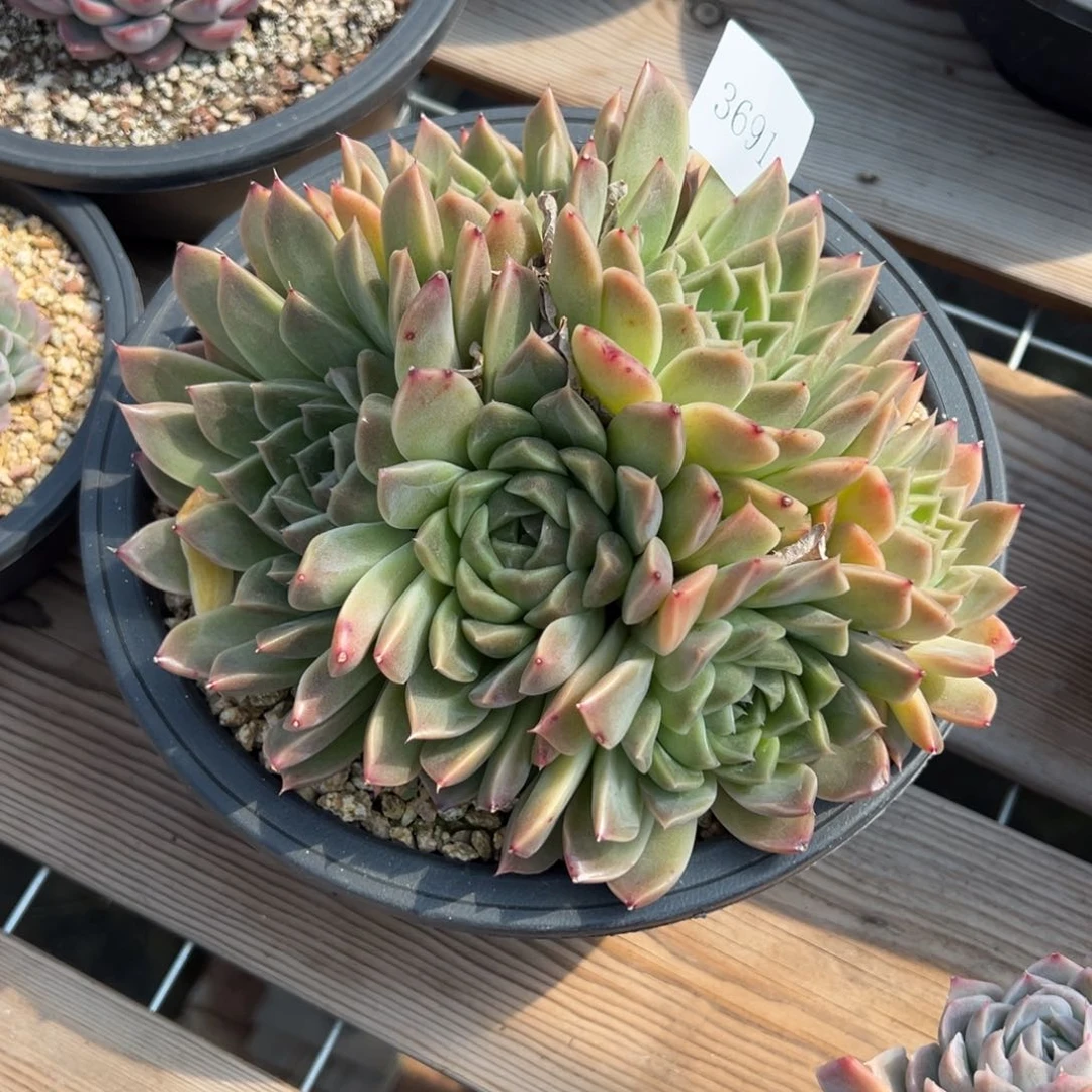 清***₩3691多肉多多多多多