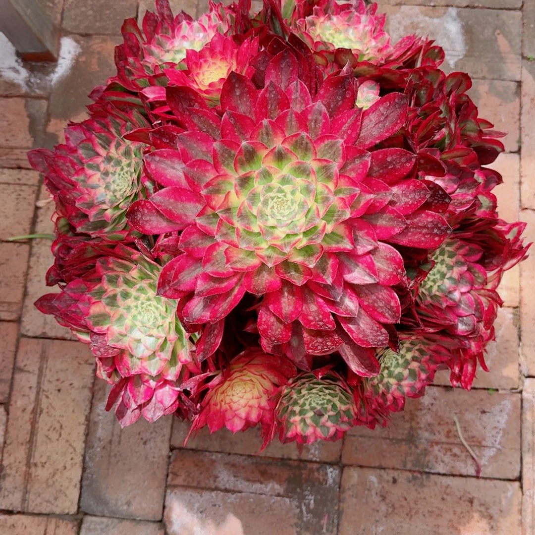 小*哥多肉植物发货发货