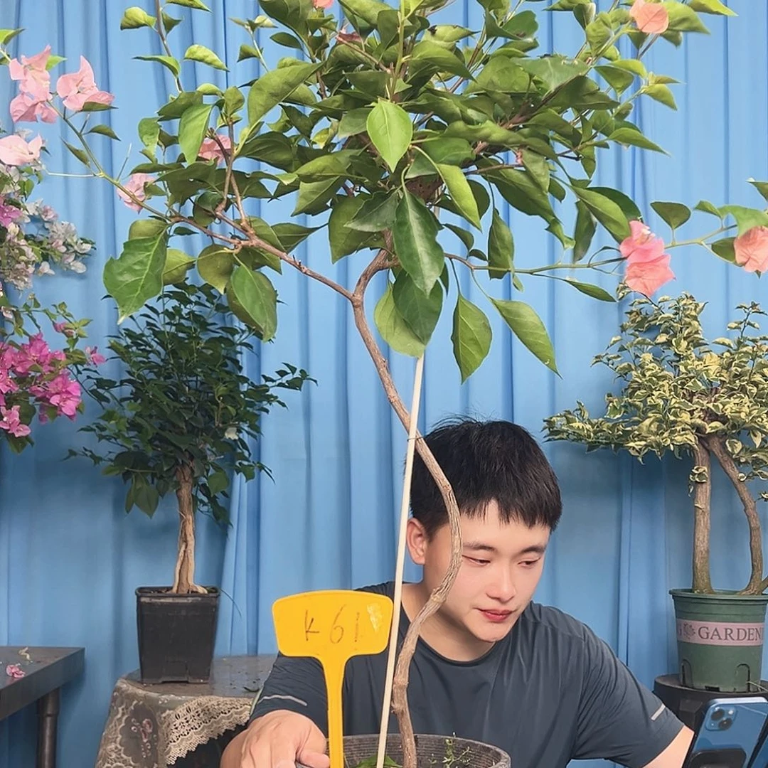 彬***趣大部分开放少量花苞K61波妹