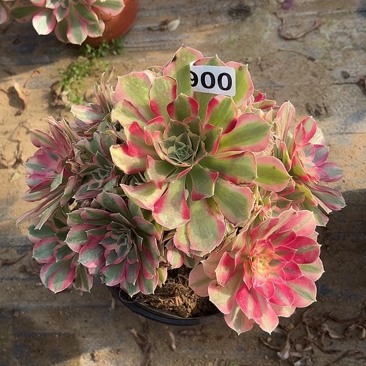 有断枝布加迪900号