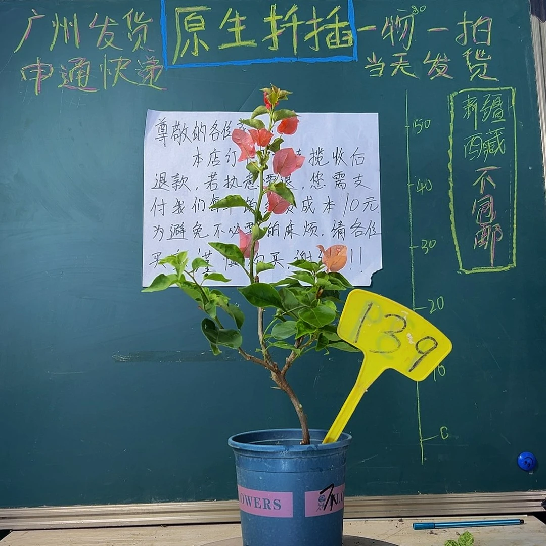 当前无花栽培后可以开花不甜西瓜 139