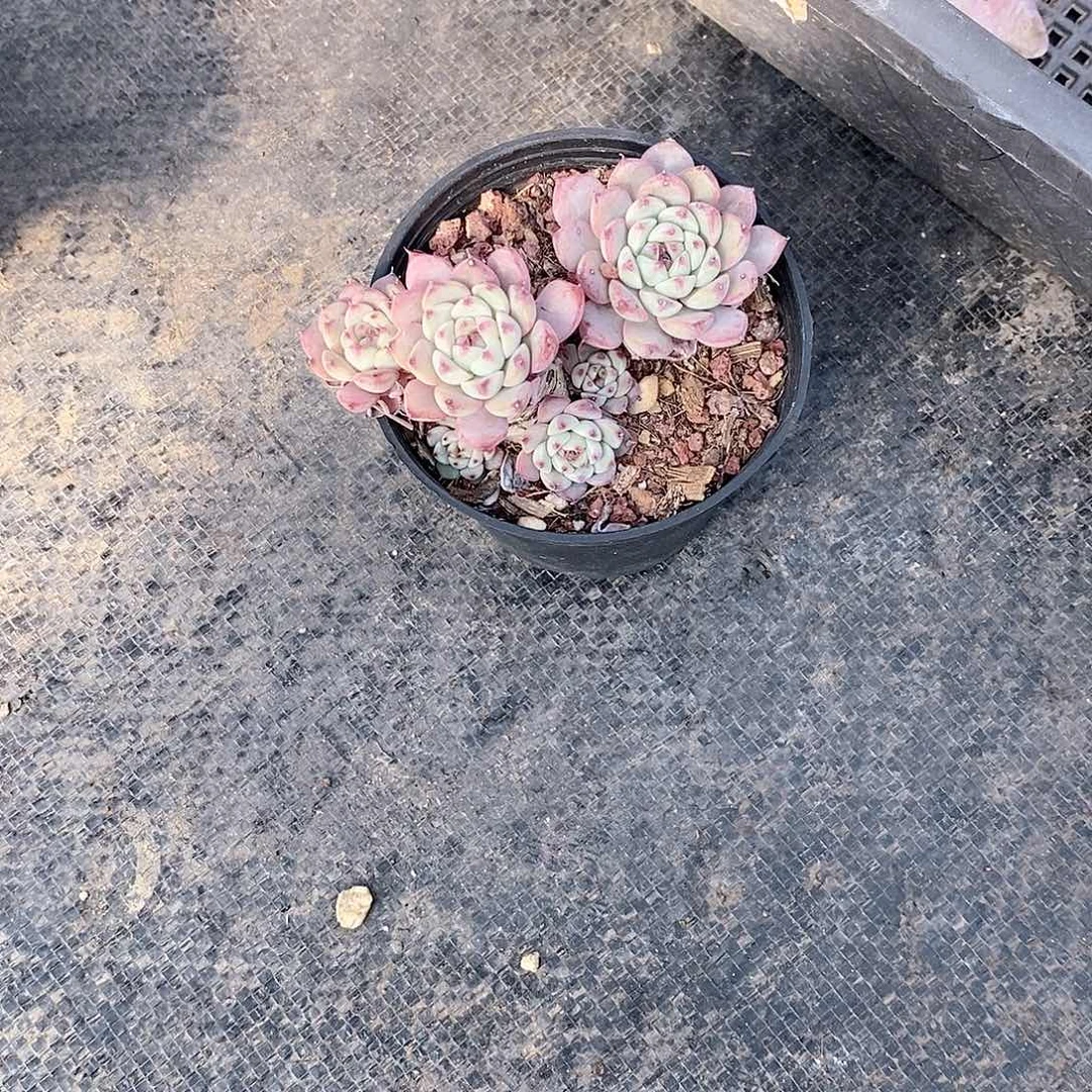 ?***妈姬莲多肉植物老桩多肉