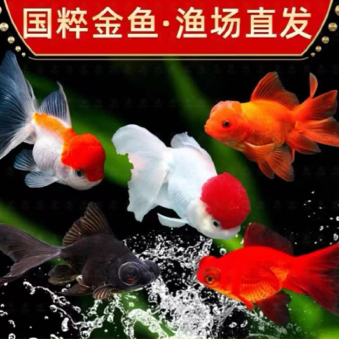 超大鎏金 龙睛 2-4公分21尾颜色混搭不指包邮好看漂亮