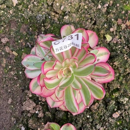 731倾城多肉植物