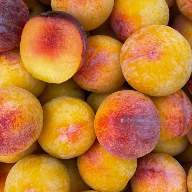 辽宁国峰七号李子