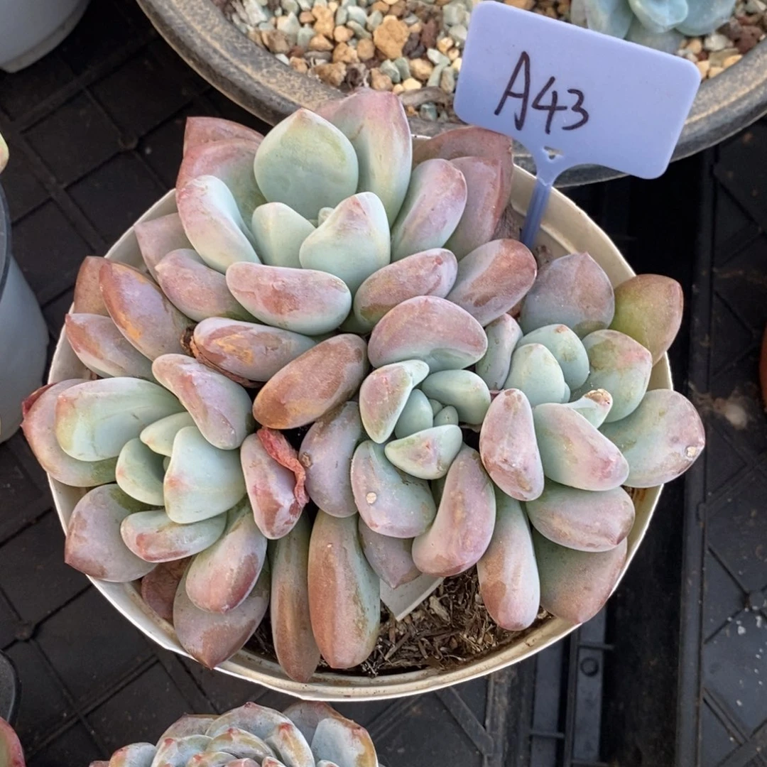 哈哈哈哈哈哈哈哈哈A43