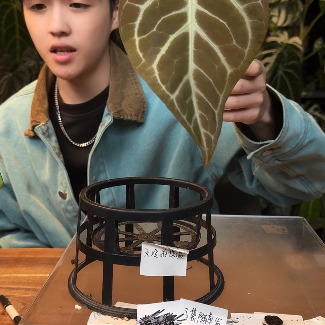 不开花植物L53银骑士杂哪吒