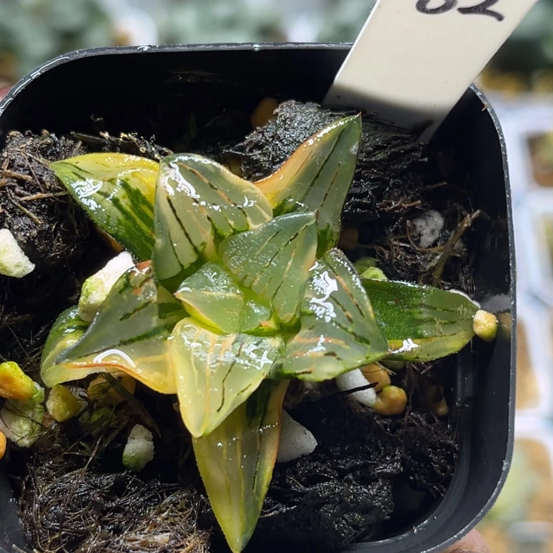 62红纹寿锦福利专场