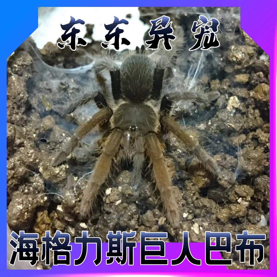 【东东】（20+大母后代苗）海格力斯巨人巴布宠物活体蜘蛛体型巨大
