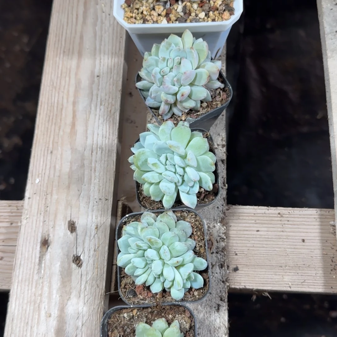 陈宸多肉 夏果果星影