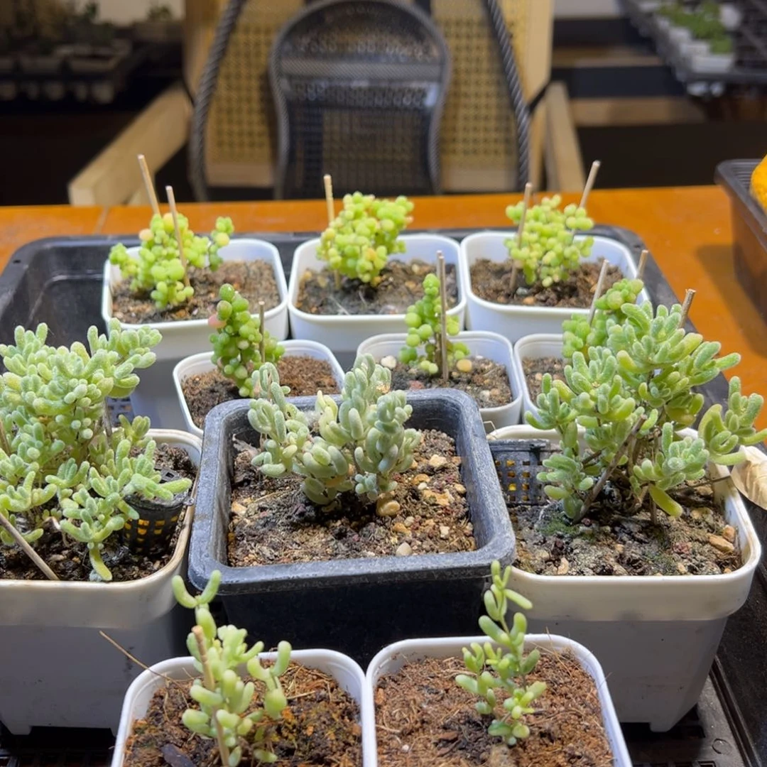 枝干番杏一框410号