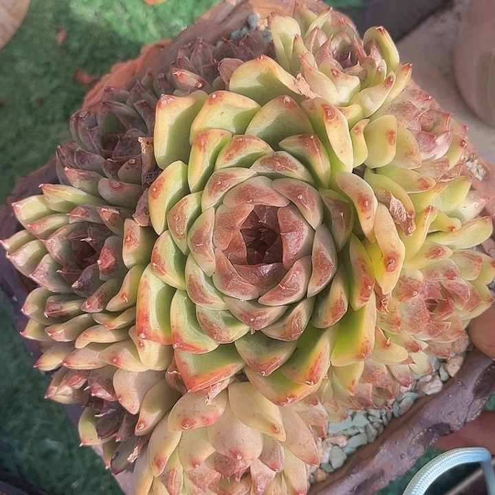 溏心暗纹杂0873多肉植物