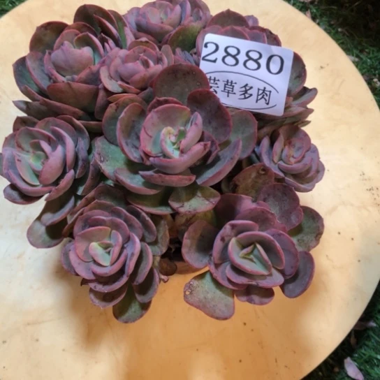 秀妍，2880，一物一拍