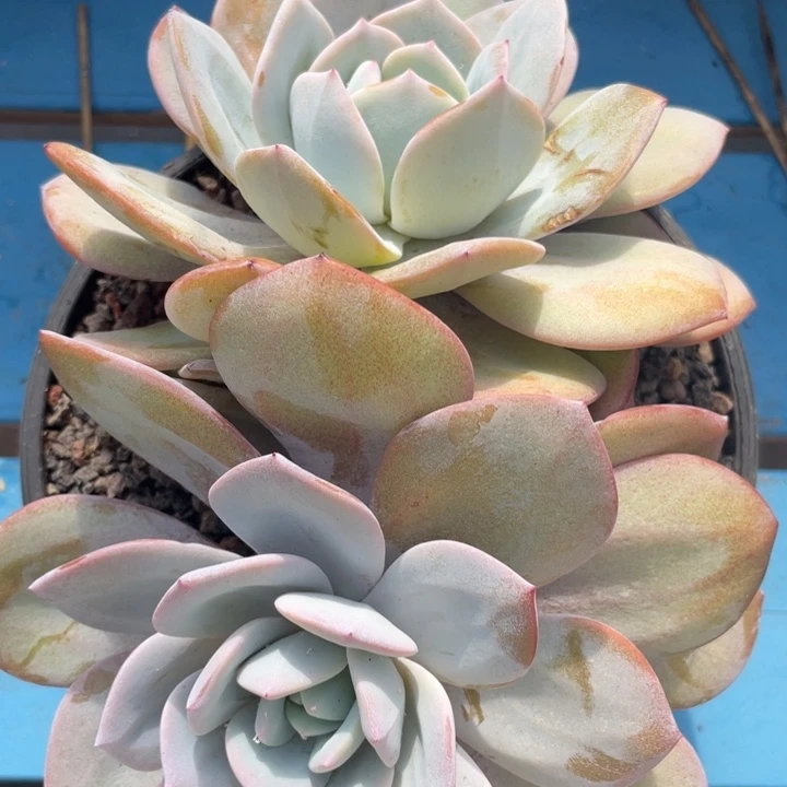 韩版奶茶，双头，粗腿