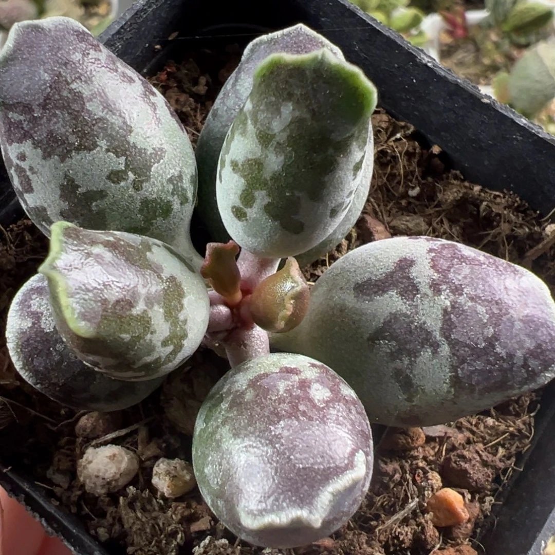 福利款雪花斑单头纯木质桩