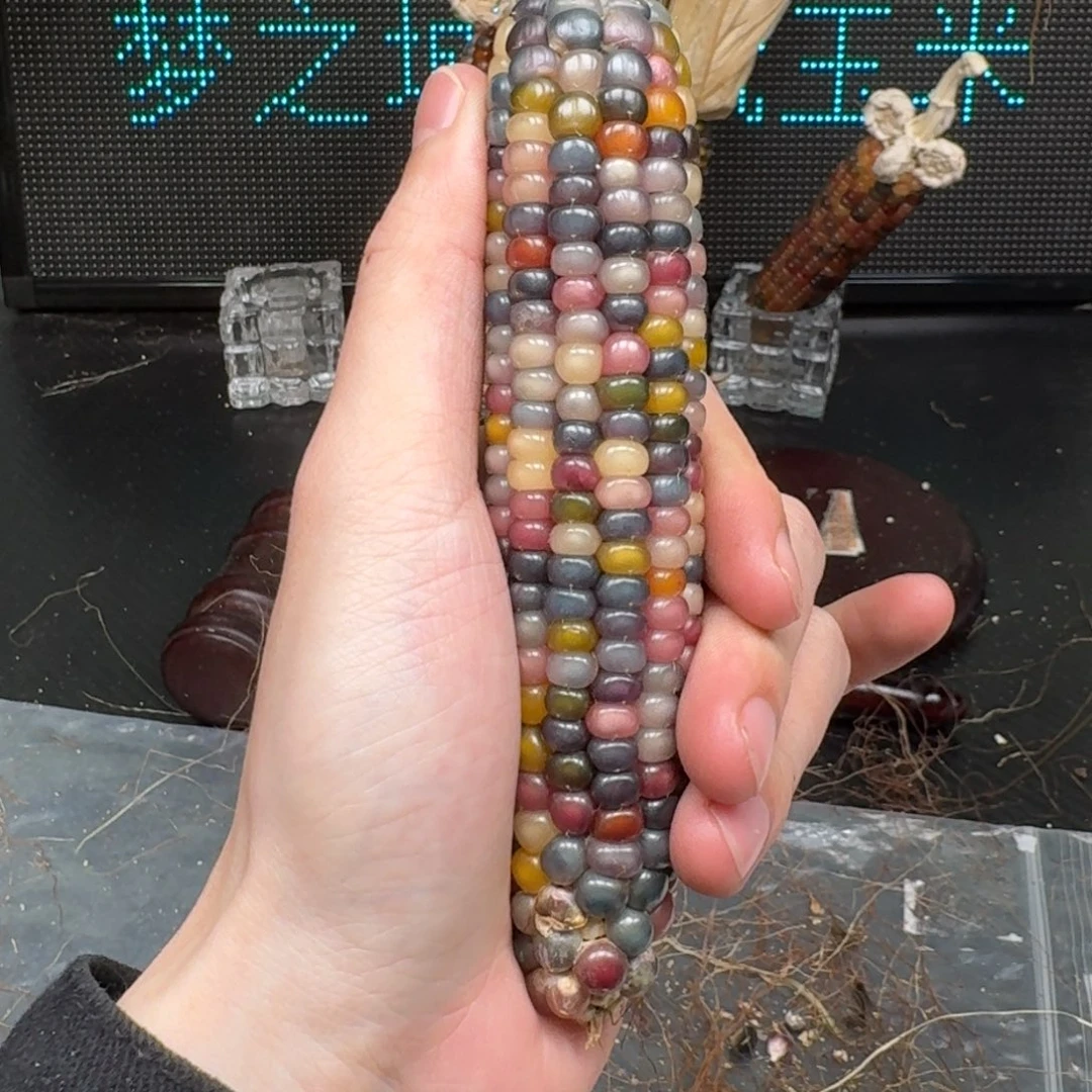 柏香籽/百香籽吊坠念*