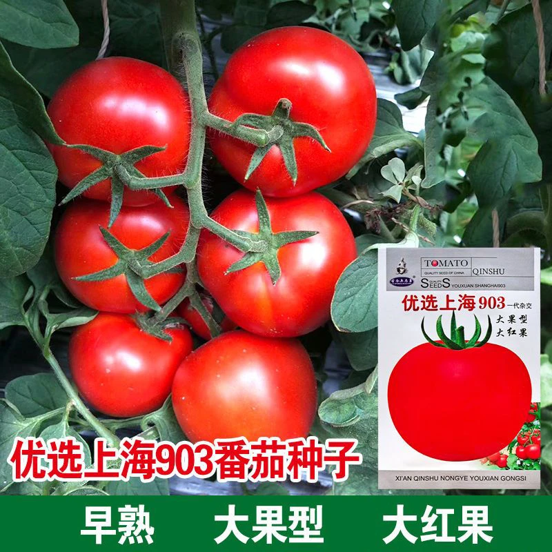 上海903大红粉红番茄种子早熟高产自封顶春秋种植西红柿种子