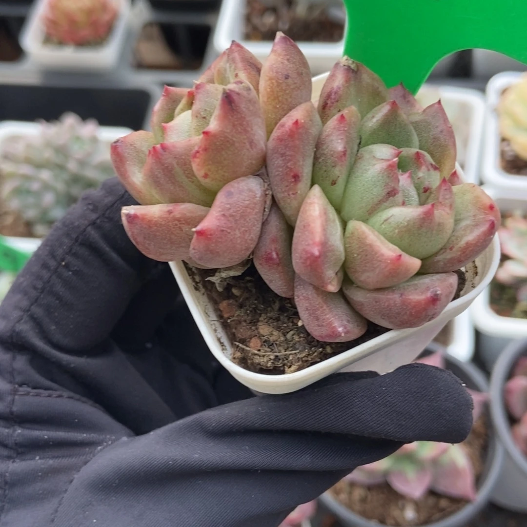 966白玫瑰石化多肉植物