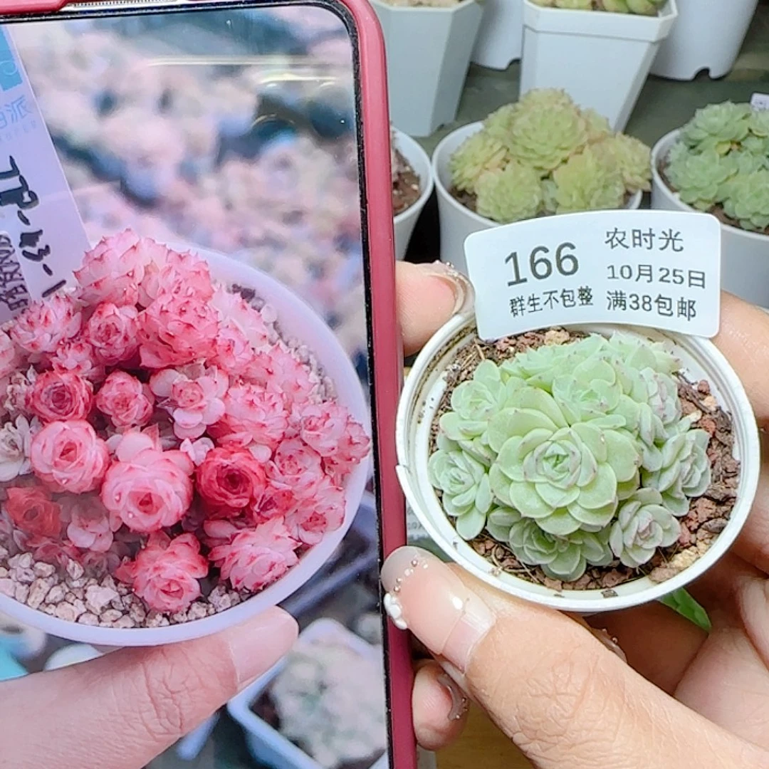 闪购商品1025-166ttp-43-1