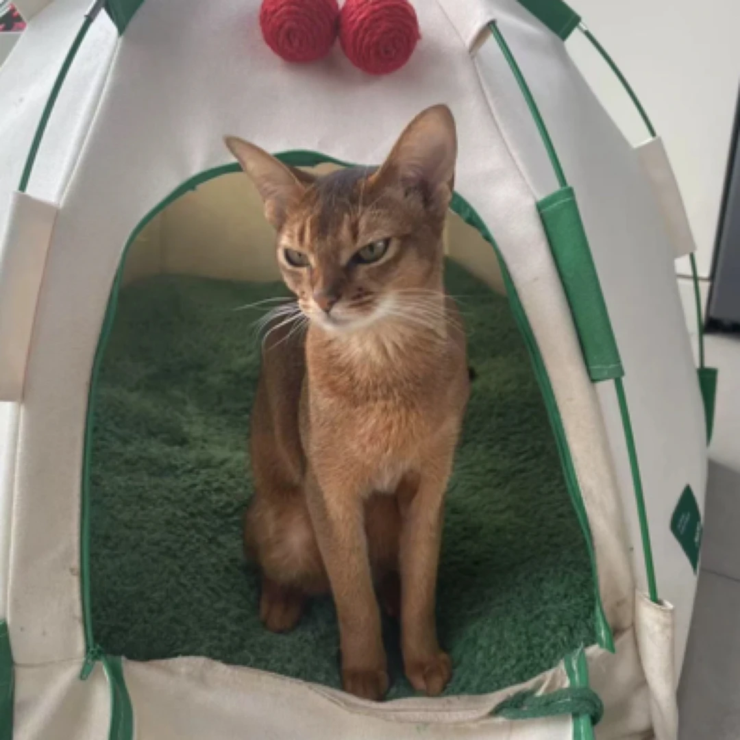 终极卡包大乱斗！中古卡 影视 漫威 DC 艺术卡