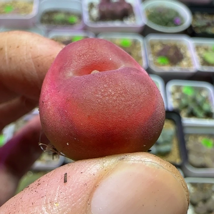 2.1漂亮多肉植物57