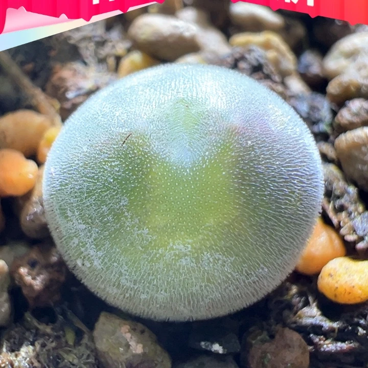 w488。优选青蛙2年大眼睛 没耳朵大眼88折后价