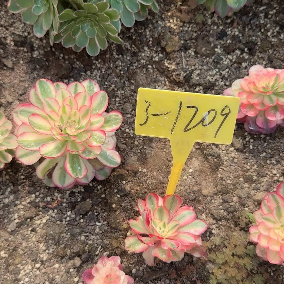 3-1209---多头多肉植物