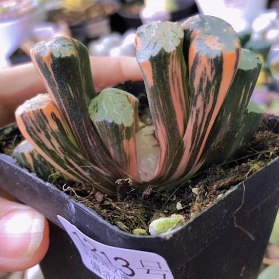 无花朵1213，北斋玉扇锦优选锦