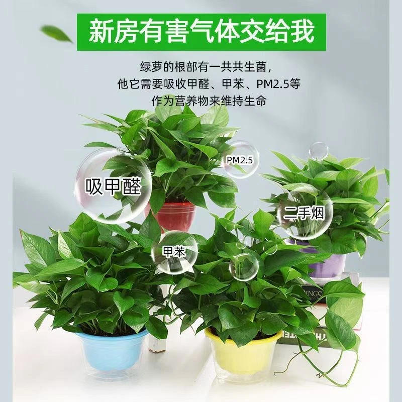 绿萝盆栽室内绿植花卉吸甲醛净化空气水培植物好养