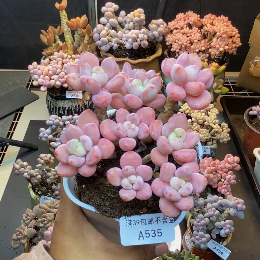 535樱花洛神多肉9c m