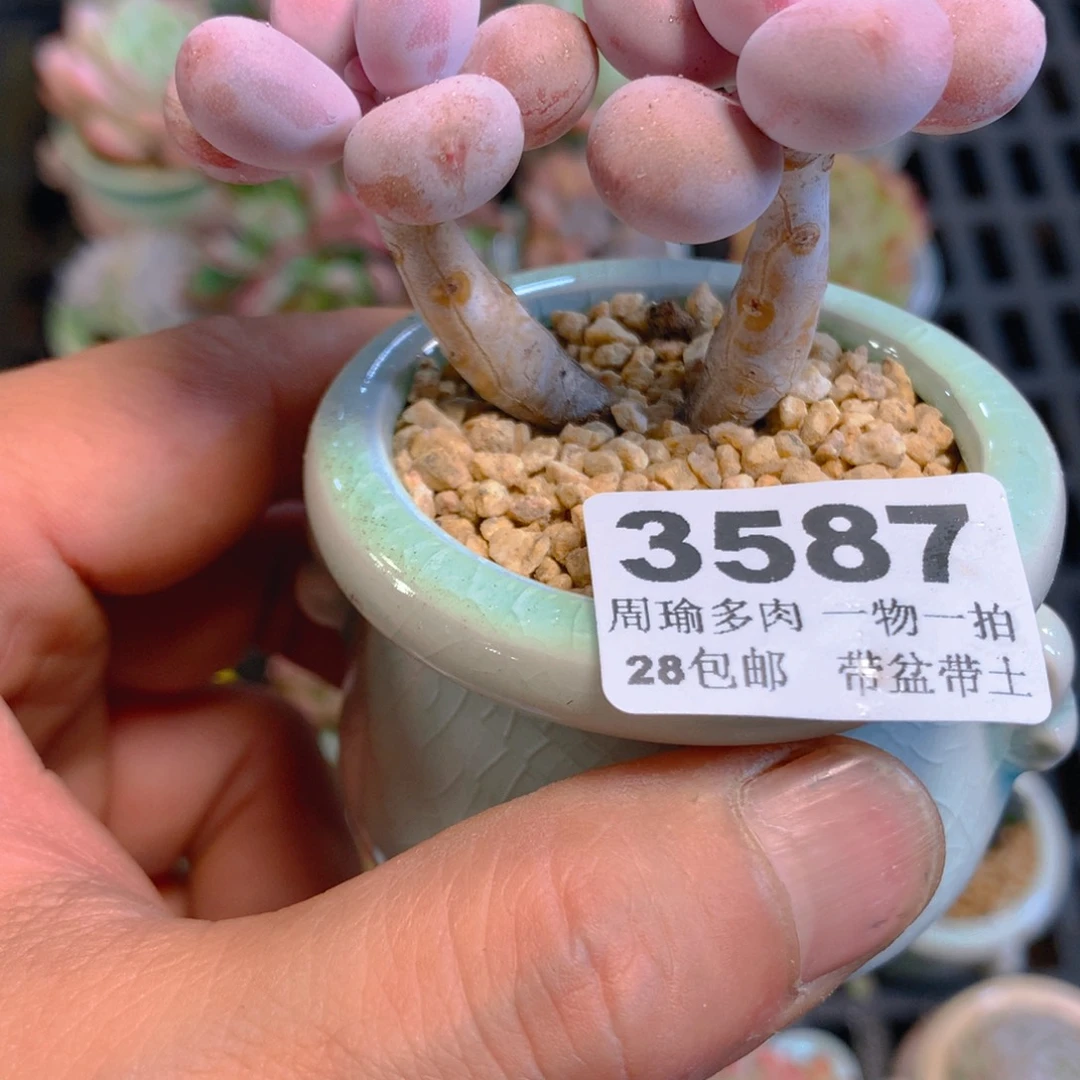 5厘米盆精控多肉3587