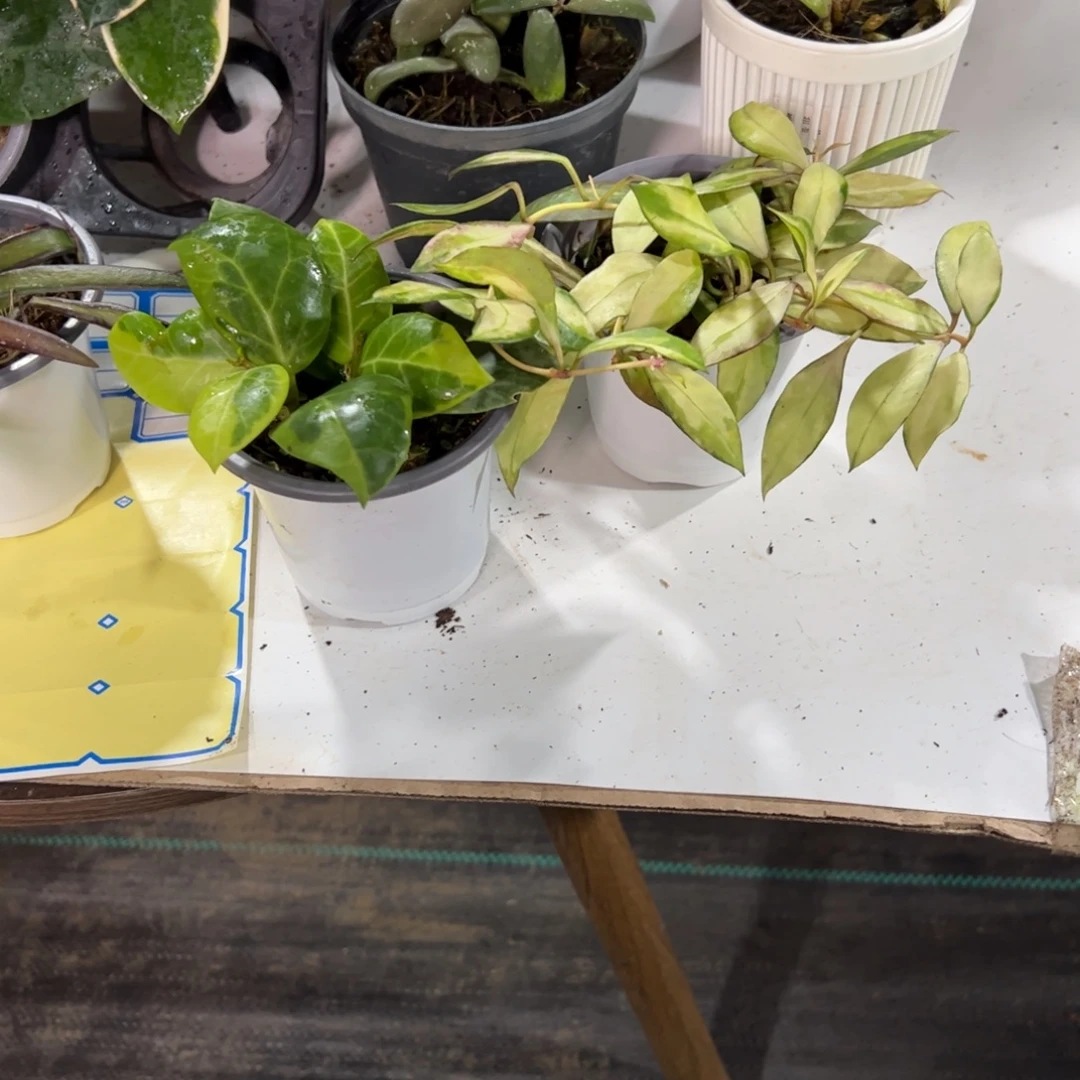 ***无花朵小棉球➕瓦林内