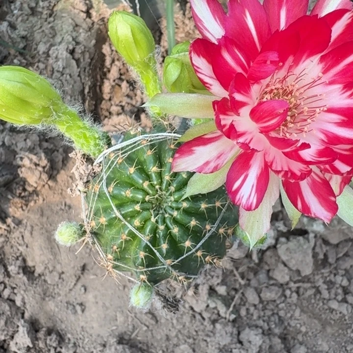 255量天尺嫁接美13掰花脱土发货斑