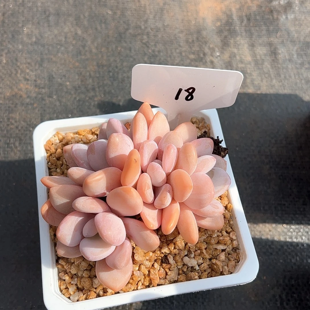 蘭18、d h j h f f h h h h