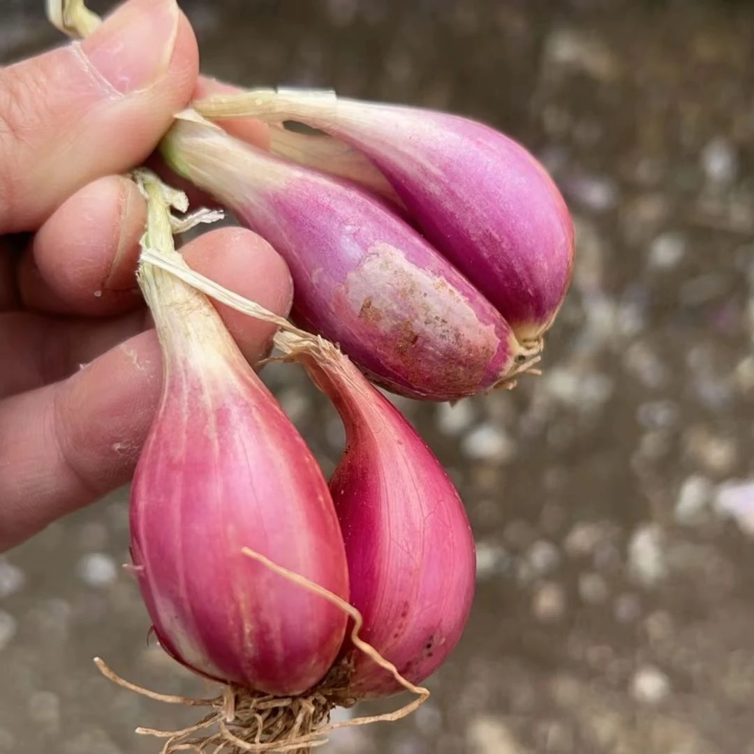 农家四季火葱头四季种植香葱火葱红葱头熬油葱农家菜籽种苗多年生商品图