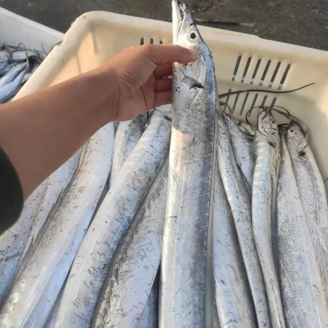 4斤小眼带鱼新鲜冷冻水产顺丰包邮每条约半斤左右