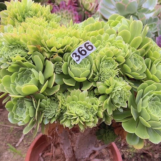 菲*一颗多肉法师植物 根部有瑕疵