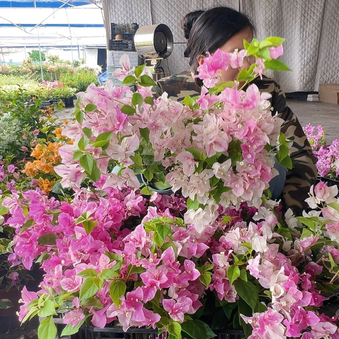 完全开放漳红樱掌中宝一棵