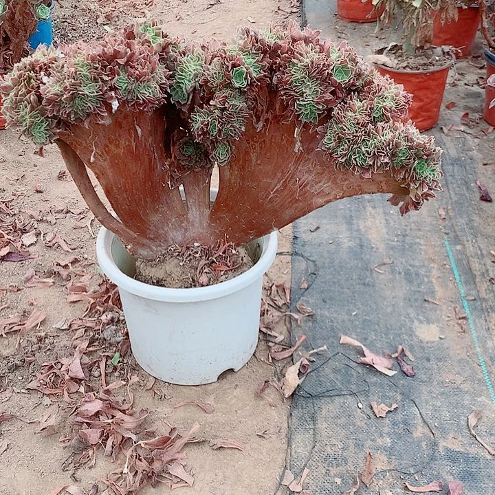 绍修玫瑰缀一物一个17