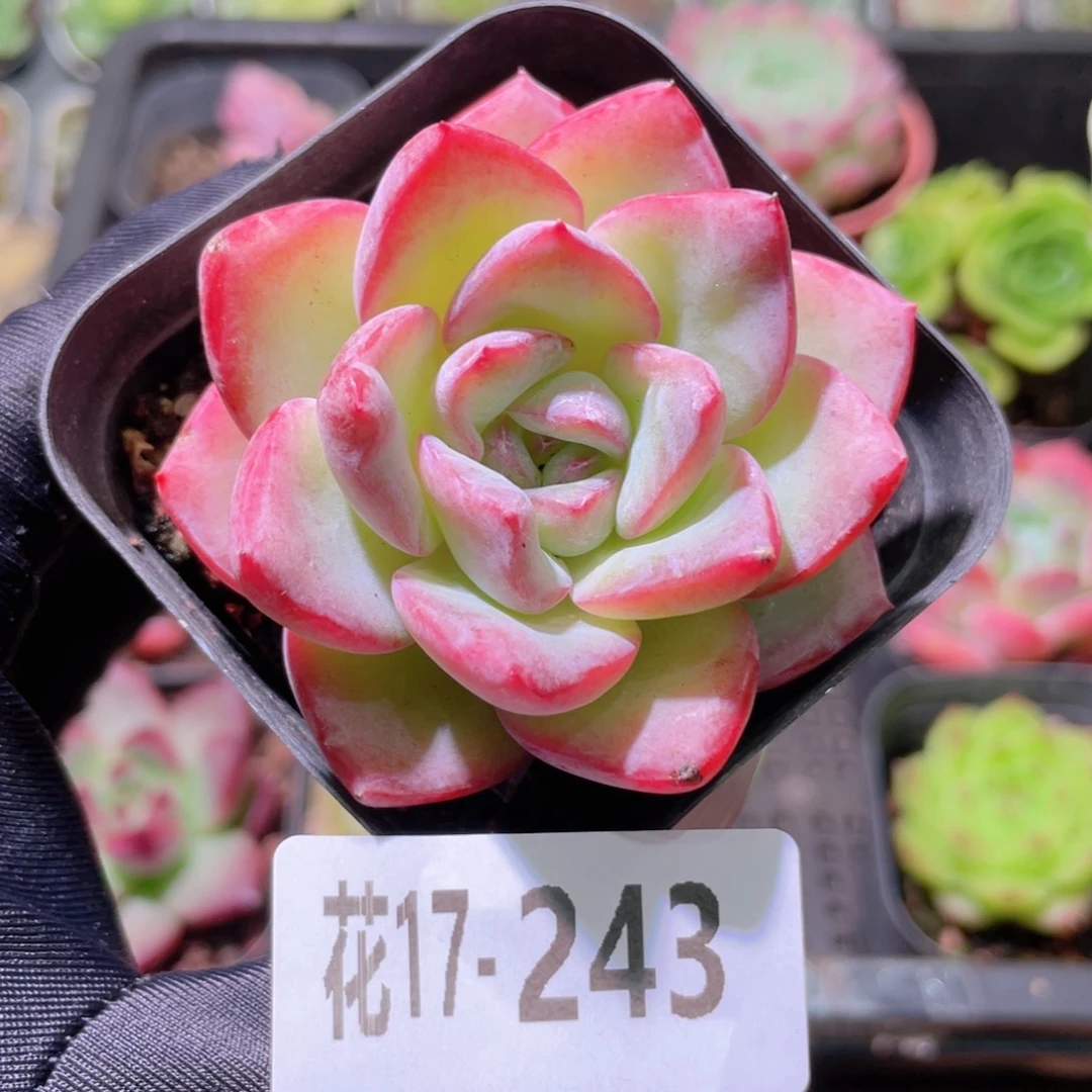 花利美17-243草莓泡芙