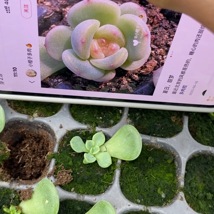 甜梦叶插苗一个量拍