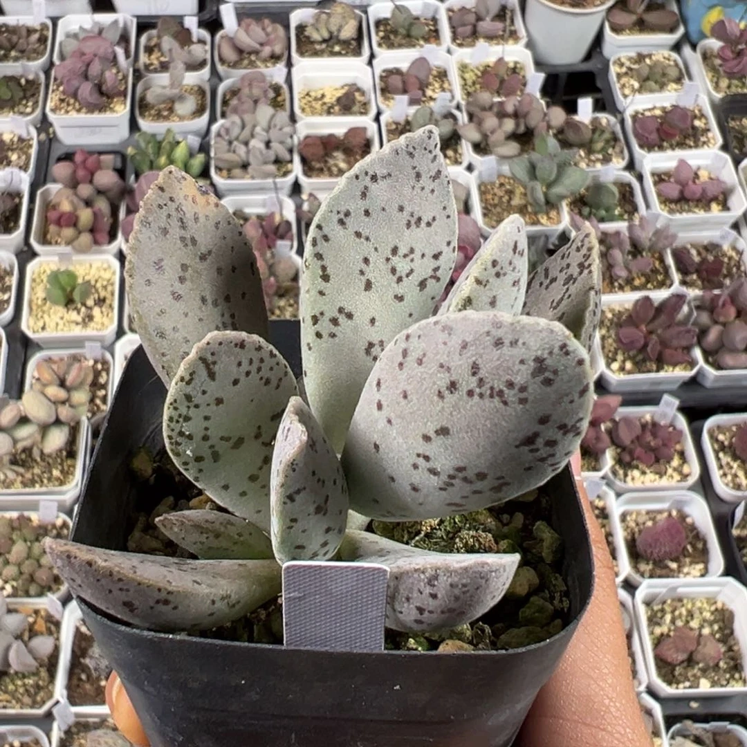 黑桃多肉植物水泡