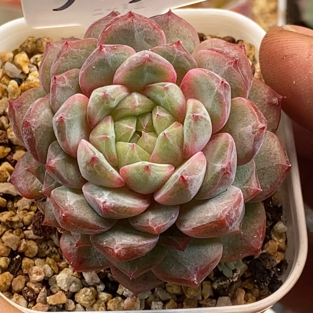 天官赐福百无禁忌