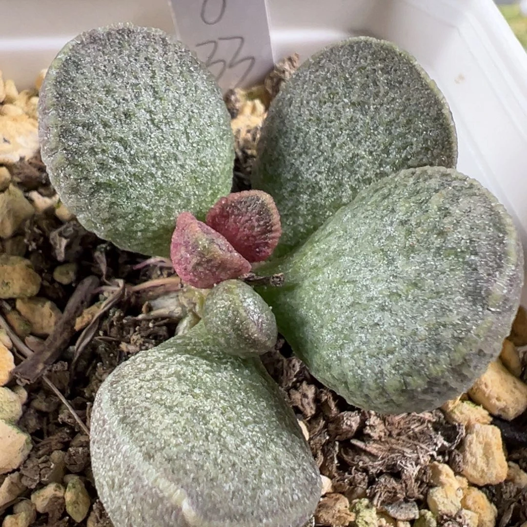 w霜感实生新品多肉植物